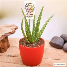 Aloe vera for leo or singh rashi - plant