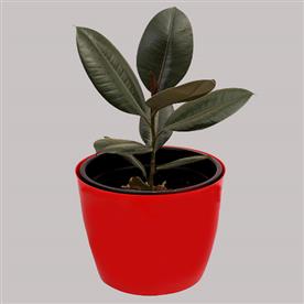 Rubber plant for virgo or kanya rashi - plant