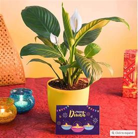 Wish happy diwali with peace lily and greeting card