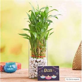 Celebrate diwali with 3 layer lucky bamboo plant