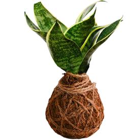 Air purifier snake plant kokedama with ceramic plate