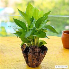 Air purifier money plant with decorative fiberglass pot