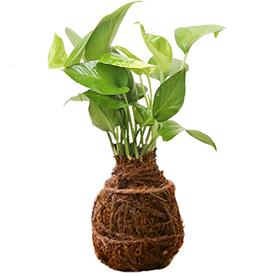 Air purifier green money plant moss ball - kokedama