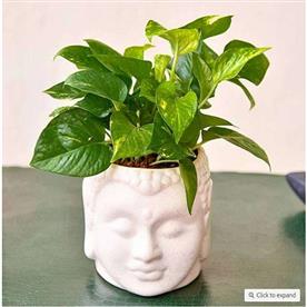 Bring good luck with magnificent money plant and ceramic pot