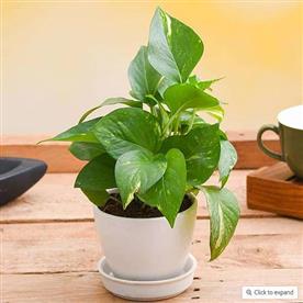 Prosperous money plant in ceramic pot