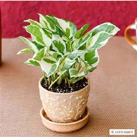 Flawless money plant with ceramic pot for success