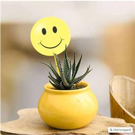 Celebrate happiness with haworthia in ceramic pot