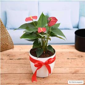 Symbol of endless love red anthurium - gift plant