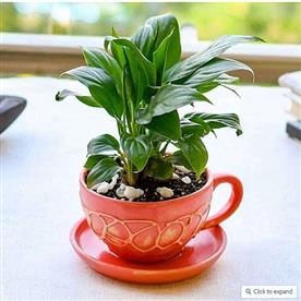 Adorable peace lily in ceramic cup pot