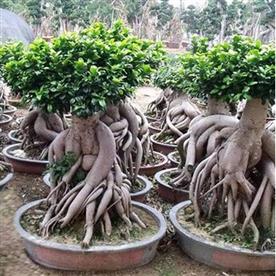 Ficus multiroots 180-200cm