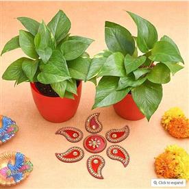 Bring happiness and joy with money plant and rangoli