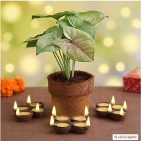 Celebrate eco friendly diwali with syngonium plant