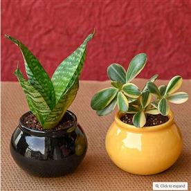 Gift bundle of health and prosperity with plants in ceramic handi pots