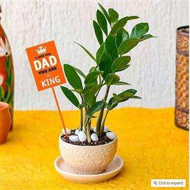 Evergreen zz plant in ceramic bowl for coolest dad