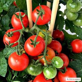 Set of 20 tangy tomato vegetable seeds