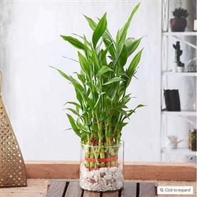 Wish good luck with 3 layer lucky bamboo in a glass vase with pebbles