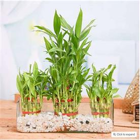 Combo of 2 layer and 3 layer lucky bamboo plants in a glass vase with pebbles
