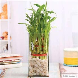 3 layer lucky bamboo in a glass vase with pebbles