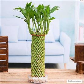 Fengshui wheel arrangement lucky bamboo in a bowl with pebbles