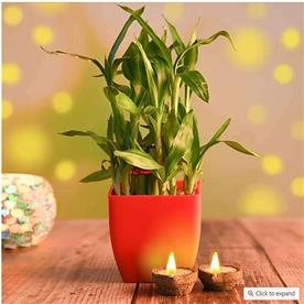 Lucky bamboo with eco friendly diyas