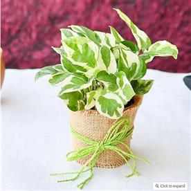 Good luck money plant with a jute wrap