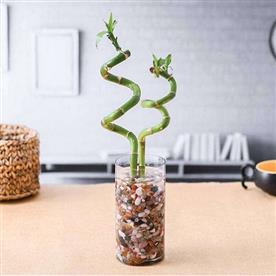Set of 2 spiral sticks lucky bamboo in a cylindrical glass vase with pebbles