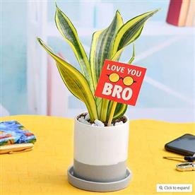 Beautiful sansevieria for brothers love
