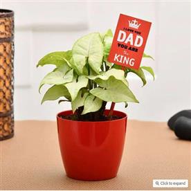 Cool syngonium for coolest dad