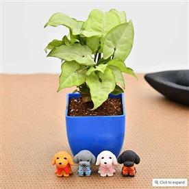 Delightful syngonium for dog lover dad