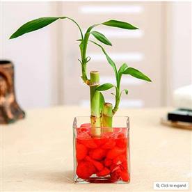 2 lucky bamboo stalks (a symbol of love) - gift plant
