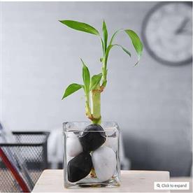 1 lucky bamboo stalk (a symbol of commitment) - gift plant