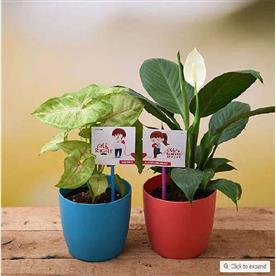 Happy anniversary with air purifier plants