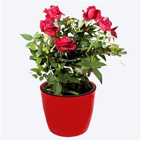 Admire true love with miniature pink rose - gift plant