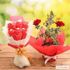 Share love with rose plant and chocolate bouquet