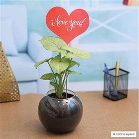 Syngonium plant in a spherical glass vase for someone special
