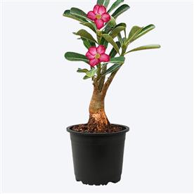 Adenium plant, desert rose (grafted, any color)