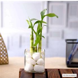 3 lucky bamboo stalks (a symbol of happiness) - gift plant