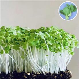 Pak choy green - microgreen seeds