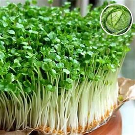 Cabbage red micro - microgreen seeds