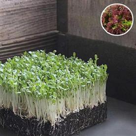 Lettuce salad lollo rosso - microgreen seeds