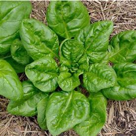 Spinach italian matador - vegetable seeds