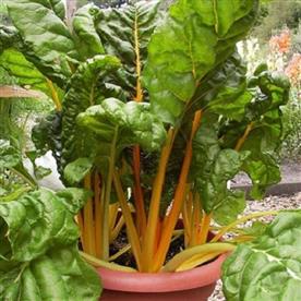 Swiss chard bright yellow imported - vegetable seeds