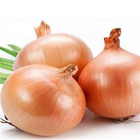 Onion improved gavran - vegetable seeds