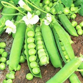 Peas arkel - desi vegetable seeds