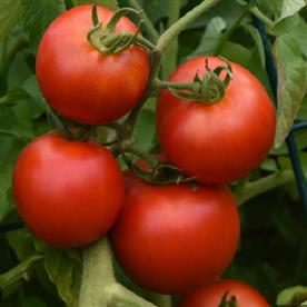 Tomato imported oxheart - heirloom vegetable seeds