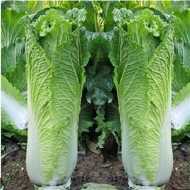 Cabbage chinese - organic vegetable seeds
