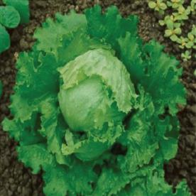 Lettuce ice berg salista - vegetable seeds