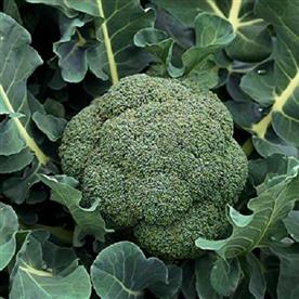 Broccoli f1 anastya - vegetable seeds