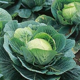 Cabbage poi - desi vegetable seeds
