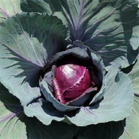 Cabbage red imported - vegetable seeds